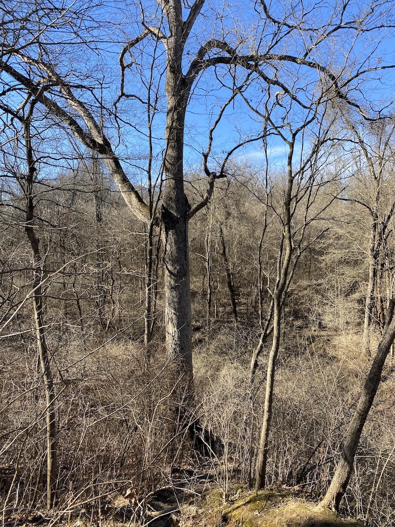 Exploring Pleasant Ridge Park