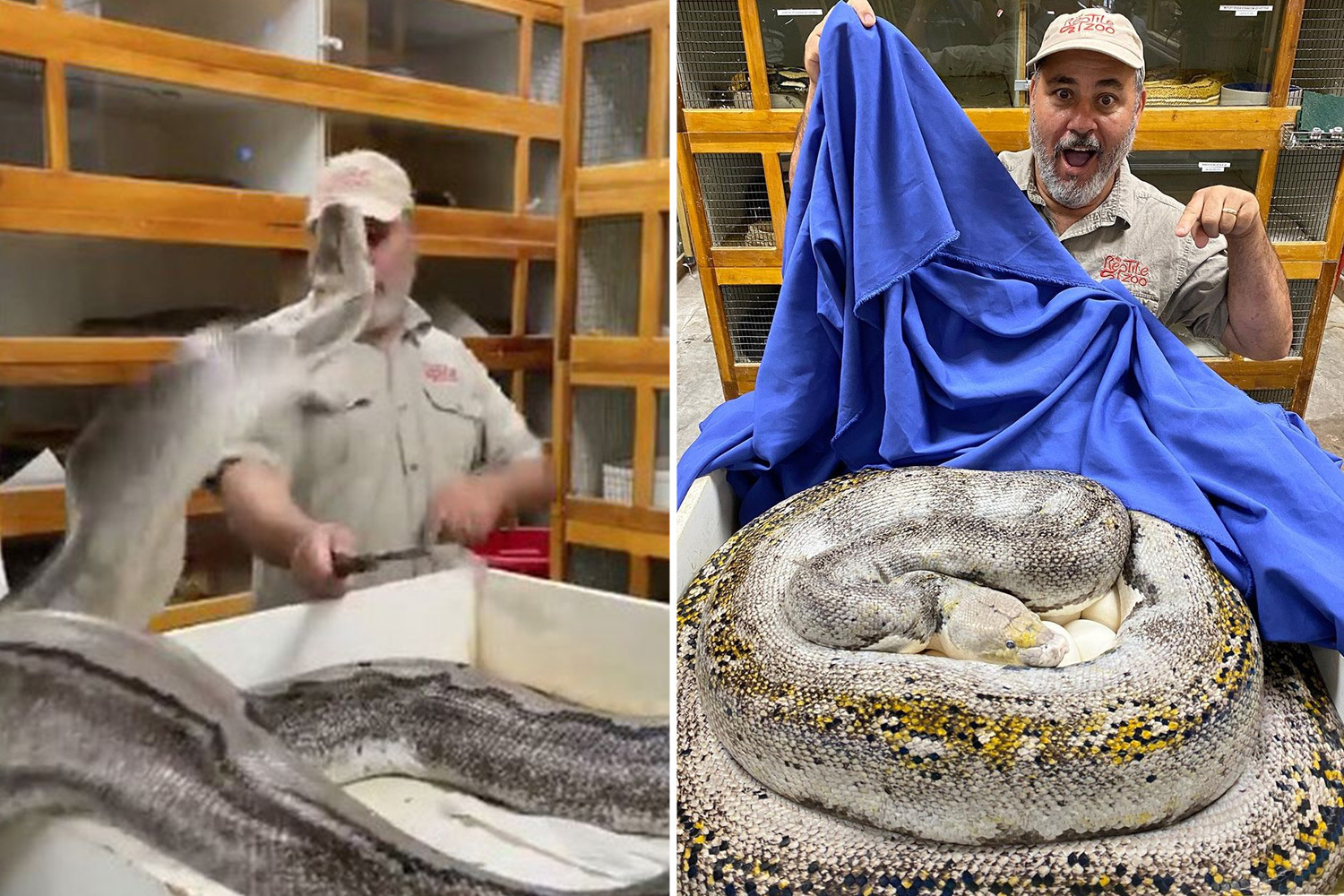 Daring Job Massive Python Attempts To Attack Zookeeper On The Face - Light Arts - Stunning High Resolution Collection