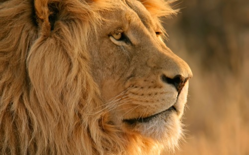 Gratuito Download immagini Lion 62344 The Apple Lounge aggiornato da parte di