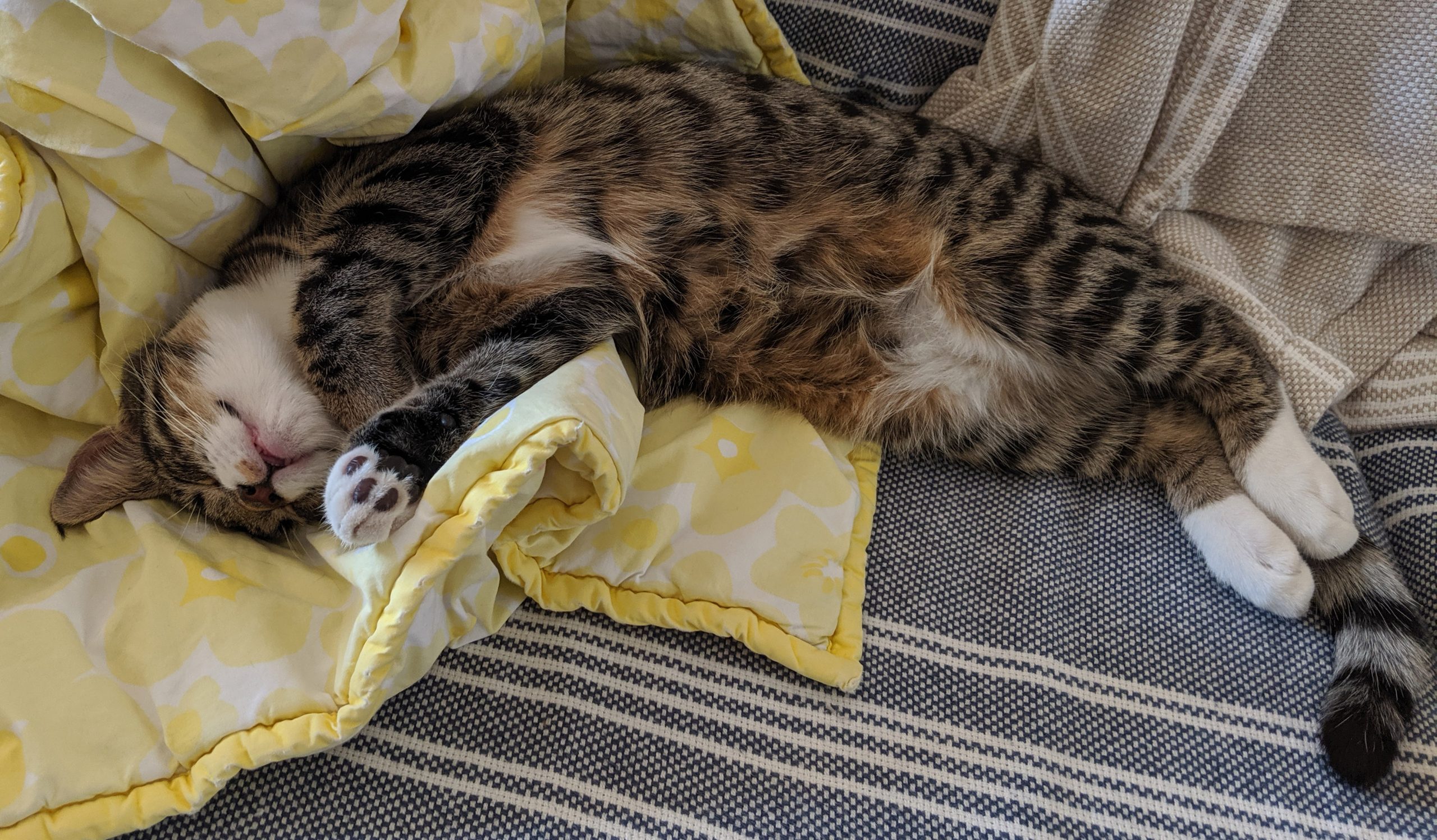 Noodle lounges