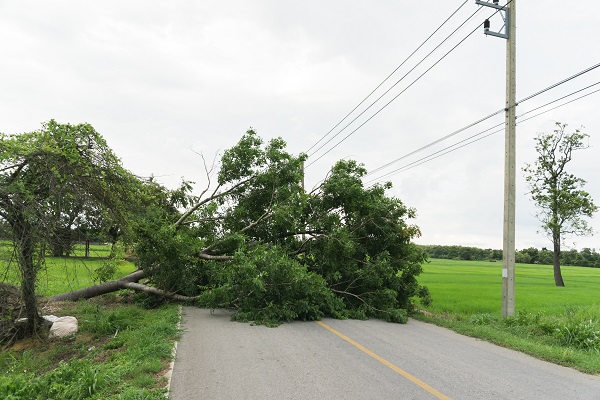 Large tree fallen and block the road surrounded 