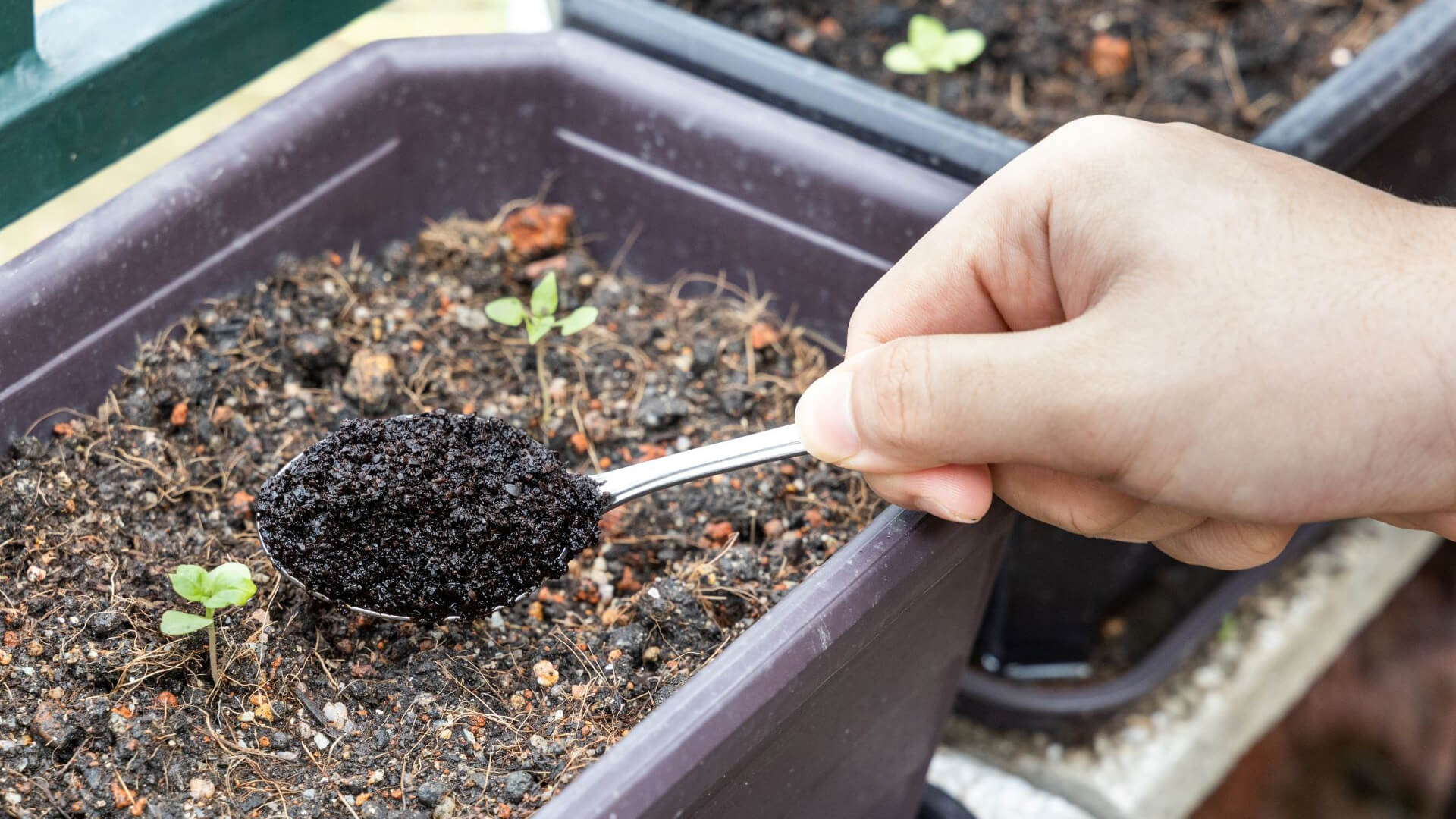 Coffee grounds garden pests