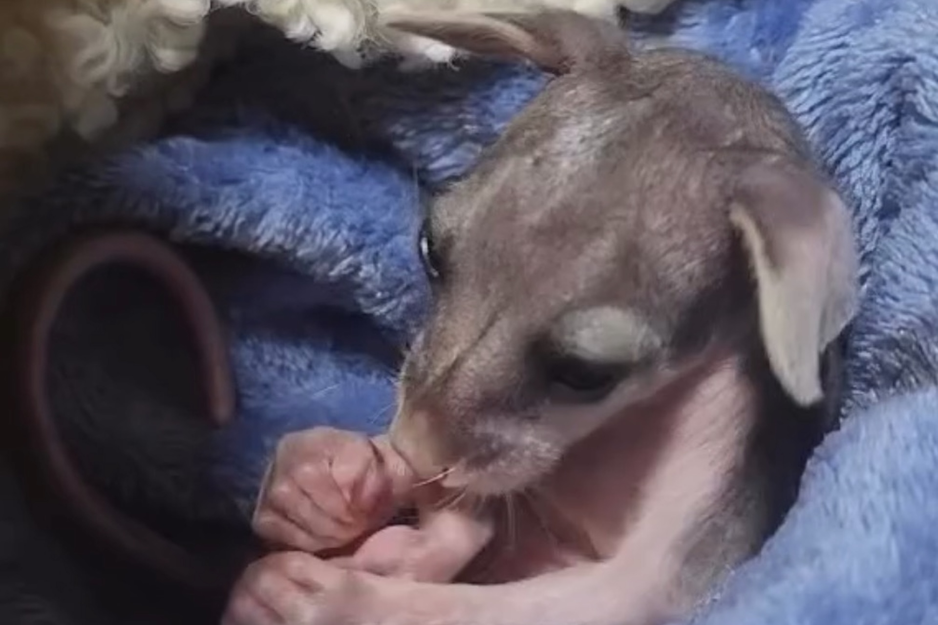 Tiny Possum Joey Rescued in Australia: Stitch's Amazing Recovery Story (2026)