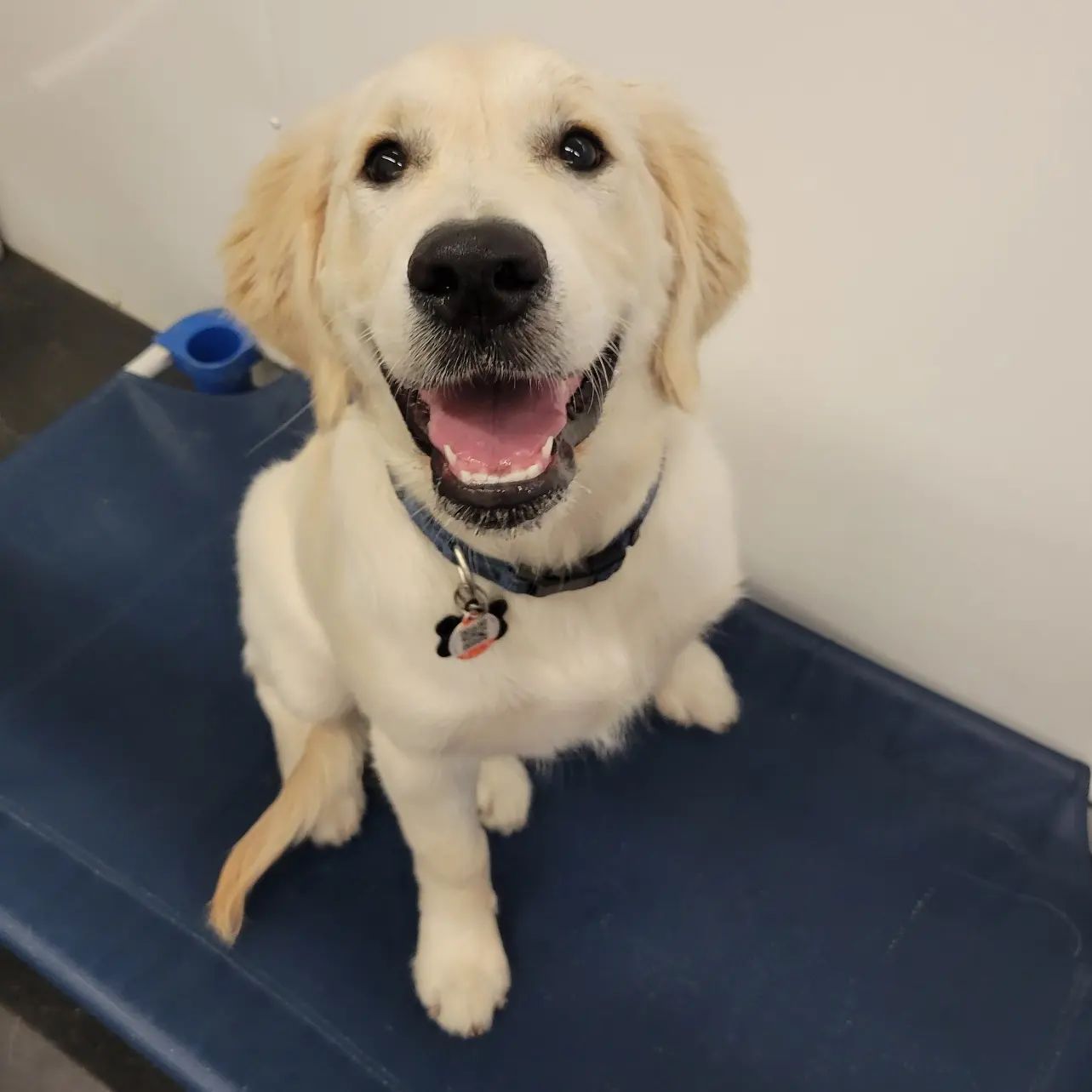 The Power of Professional Dog Training