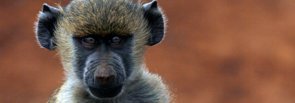 example of image with severe noise