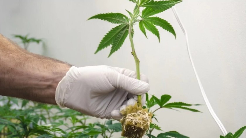 Clones Not Rooting In Aeroponic Cloner (Common Causes & Solutions) 2 How to Quicken Rooting in Clones