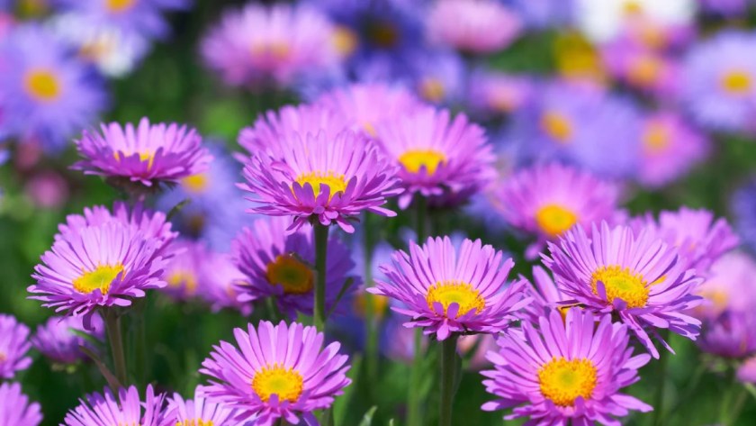 10 Florist Flower Types Used In Bouquets 8 Aster