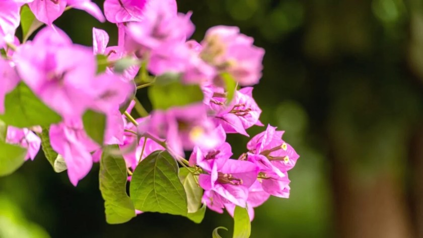 Growers Guide for Paper Flower Plant 3 Barbara Karst