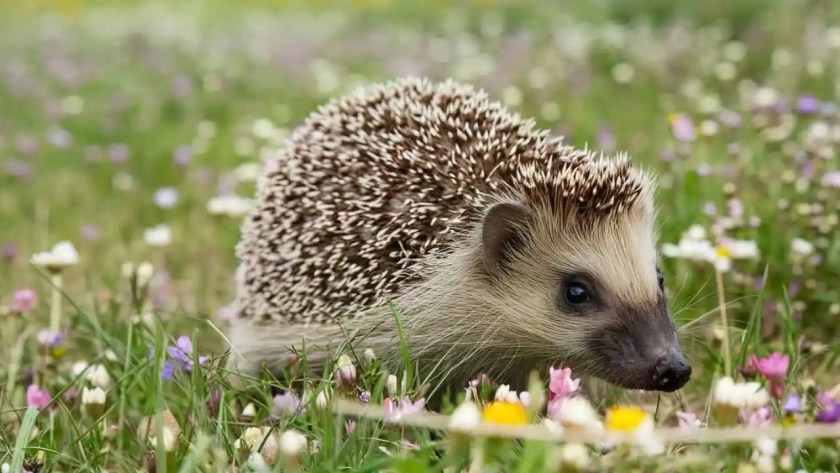 Why Do Hedgehogs Curl Up In a Ball? 3 Be gentle with your hedgehog