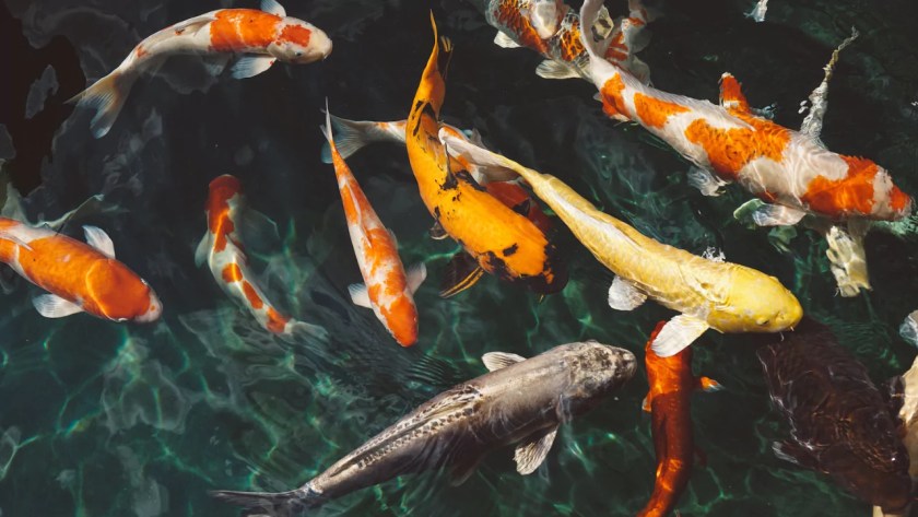Can You Feed Pond Fish Bread Or Bread Crumbs? 2 Bread crumbs and pond fish