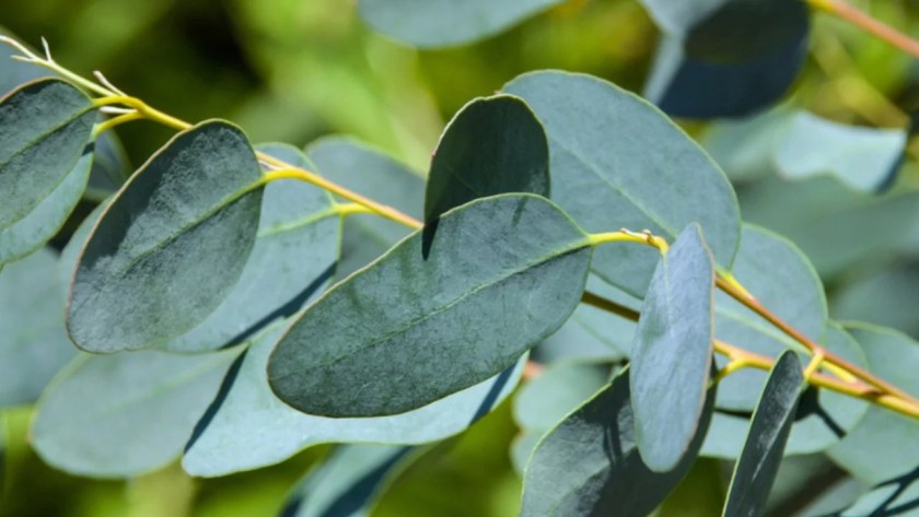 Plants That Repel Flies: Natural Solutions for a Bug-Free Garden 10 Eucalyptus