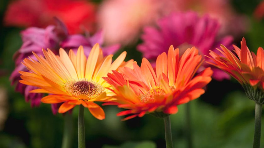 10 Florist Flower Types Used In Bouquets 4 Gerbera