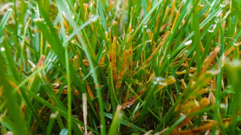 Top 5 Fungicide for Lawn Rust 3 Get rid of lawn rust
