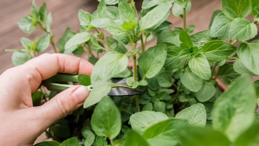 How to Harvest Oregano without Killing the Plant 3 Harvest oregano tips