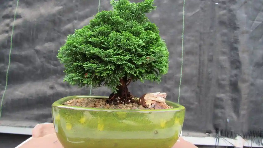 A Comprehensive Hinoki Cypress Bonsai Care Guide 1 Hinoki Bonsai