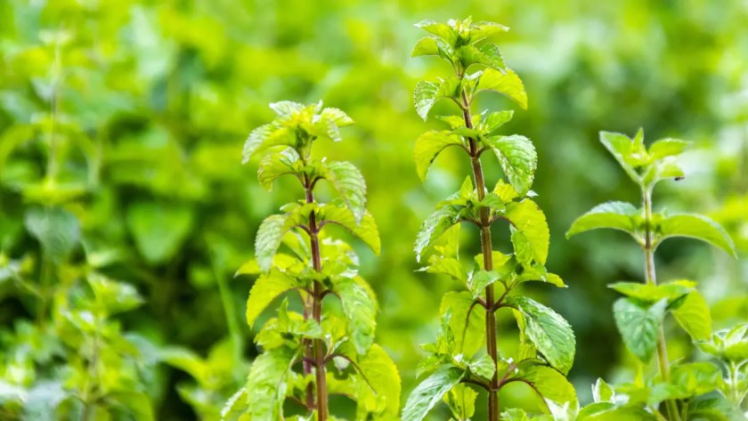 Plants That Repel Flies: Natural Solutions for a Bug-Free Garden 5 Mint