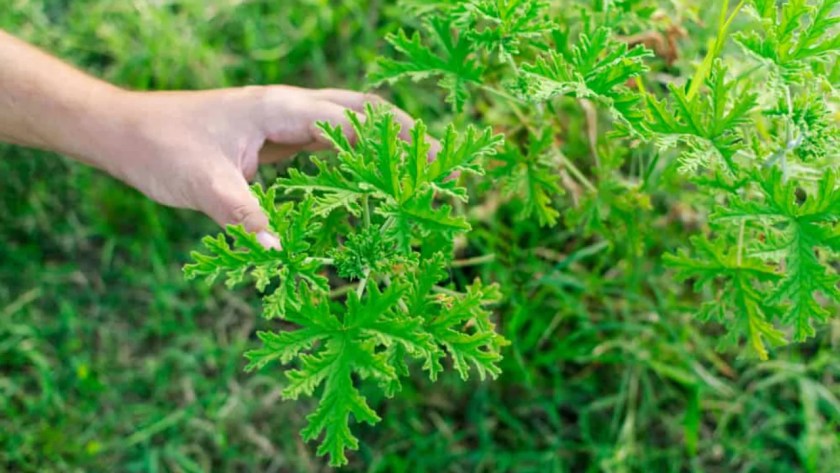 7 Indoor Plants That Repel Mosquitoes 1 Mosquito Plant