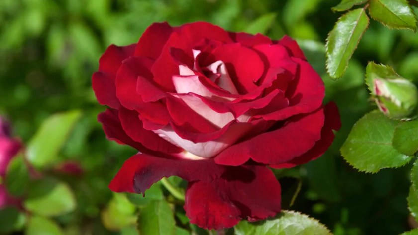Osiria Rose Care Guide: Watering, Pruning, Pests & More 1 Osiria Rose Origins