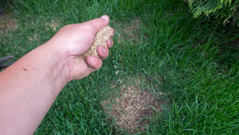 Can You Overseed Dead Sod? 2 Overseed Dead Sod