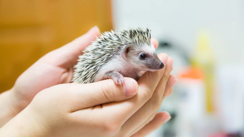 Why Do Hedgehogs Curl Up In a Ball? 1 Pretty hedgehog curled up
