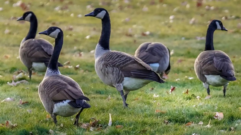 Do Geese Eat Bugs? 6 Raising Geese For Meat