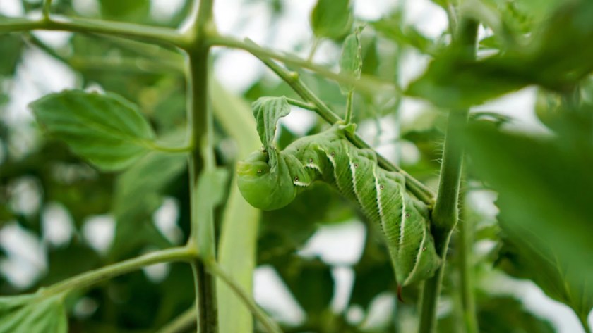 Where Do Tomato Hornworms Come From? 4 Save your plants