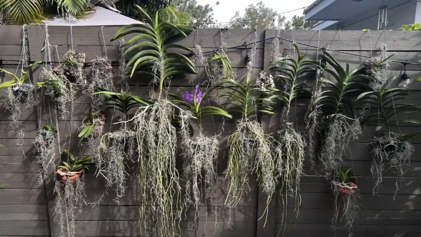 How To Make A Living Moss Wall For Your Home 2 Spanish moss wall
