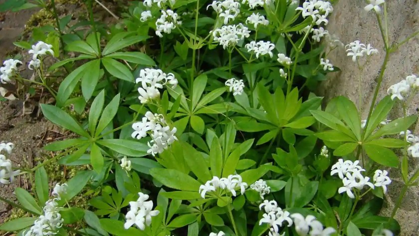 Plants That Repel Flies: Natural Solutions for a Bug-Free Garden 12 Sweet Woodruff