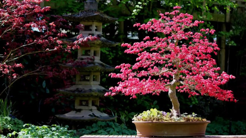 How To Prune Japanese Maple Bonsai 1 Take care of Japanese Maple bonsai