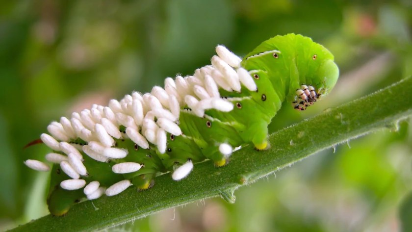 Where Do Tomato Hornworms Come From? 2 Tomato hornworm target