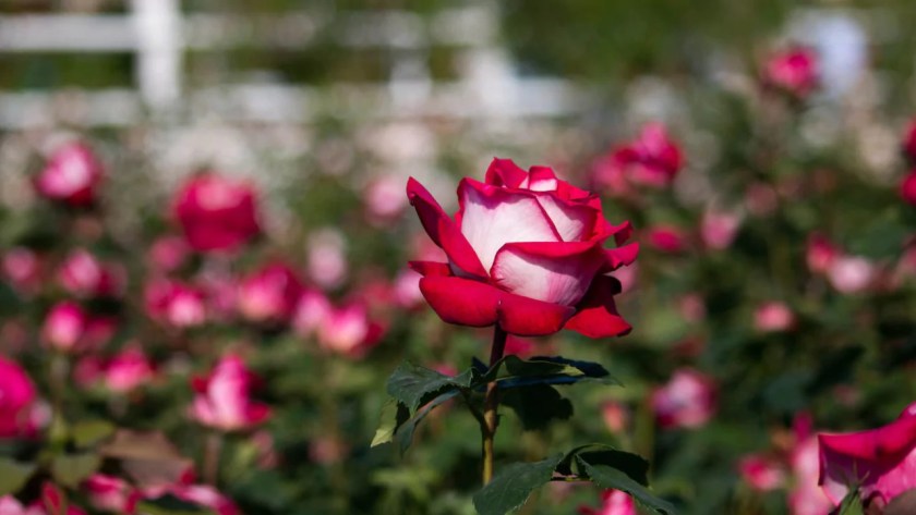 Osiria Rose Care Guide: Watering, Pruning, Pests & More 4 Type of soil Osiria rose needs