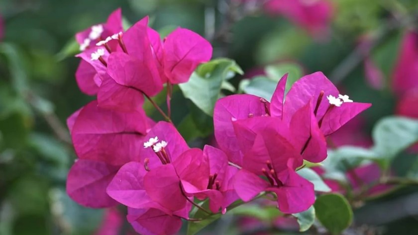 Growers Guide for Paper Flower Plant 1 What paper flower plant looks like