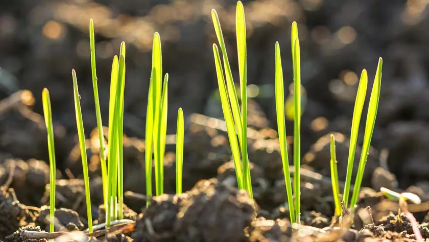 Do Grass Seeds Need to Be Buried? 1 Young grass