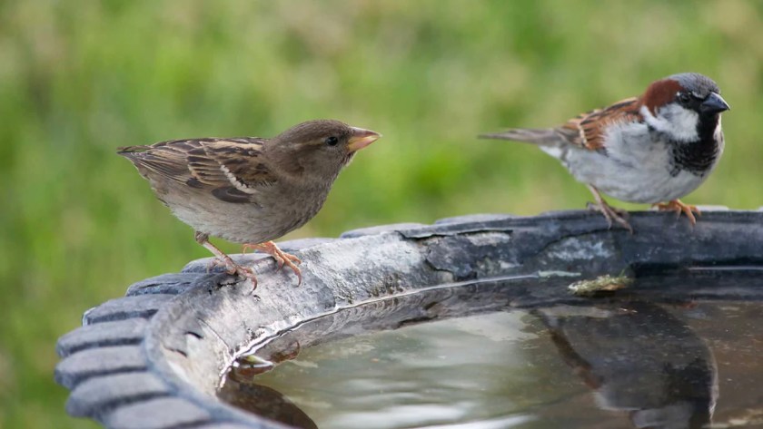 What Time of the Day Are Garden Birds Most Active? 1 garden bird