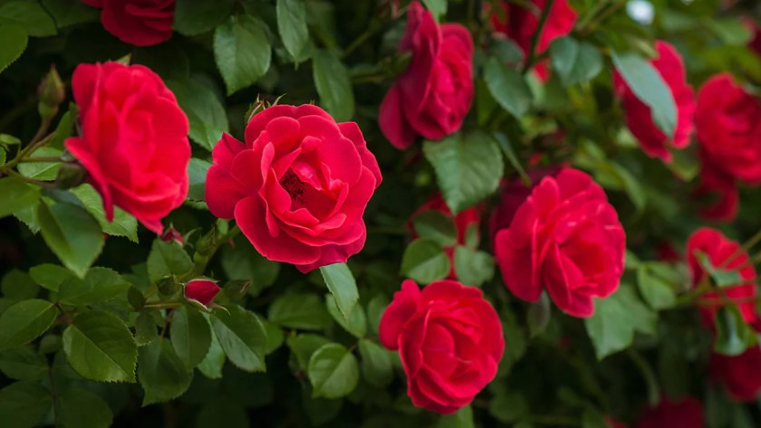 10 Florist Flower Types Used In Bouquets 1 red roses