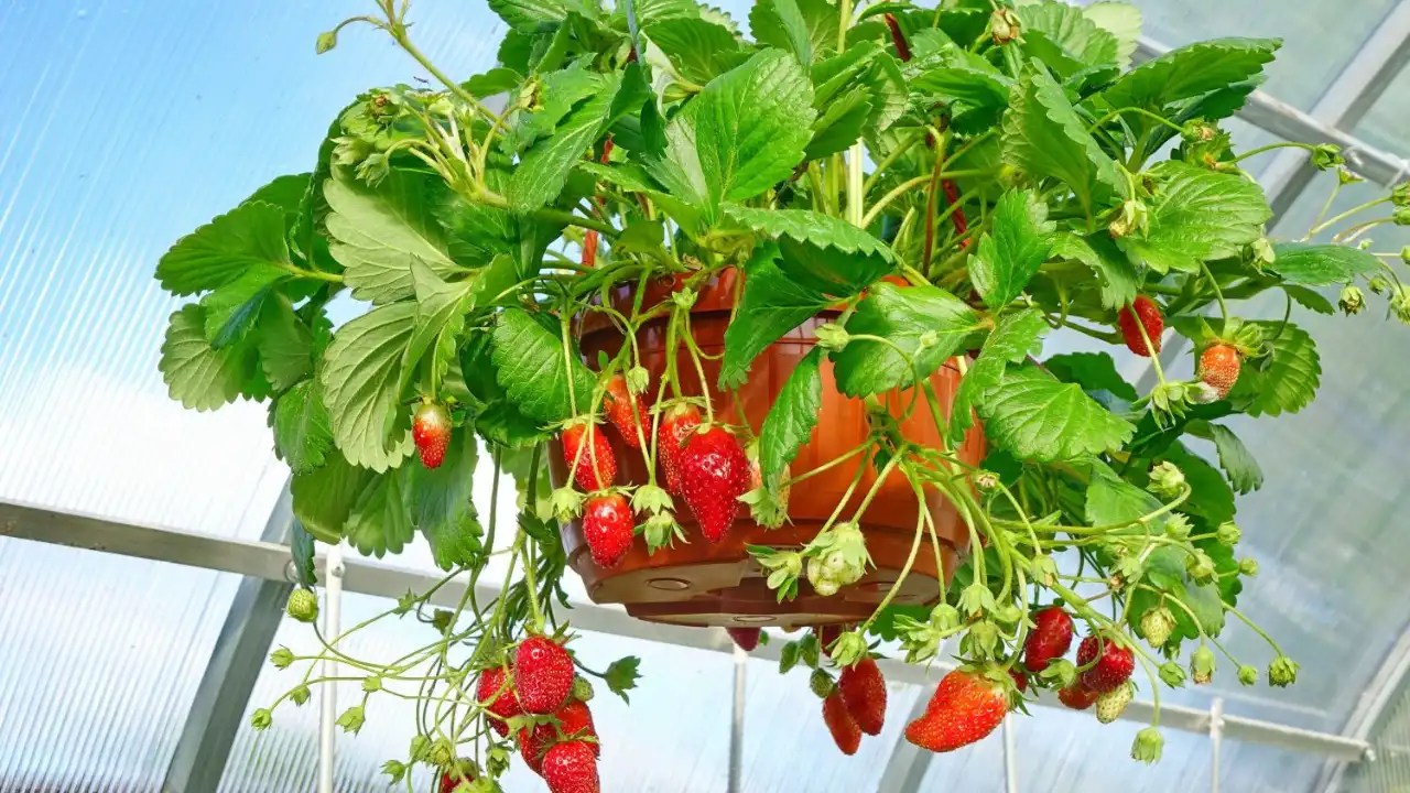 Hanging Baskets For Strawberries