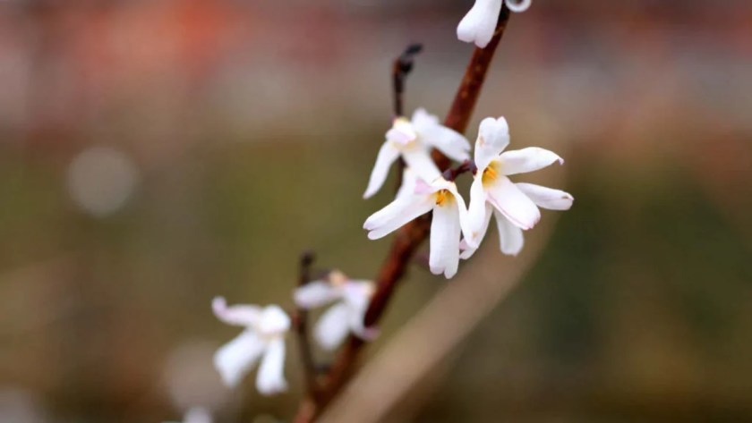 9 Shrubs That Smell Nice (Images With Growing Guides) 3 Abeliophyllum Distichum