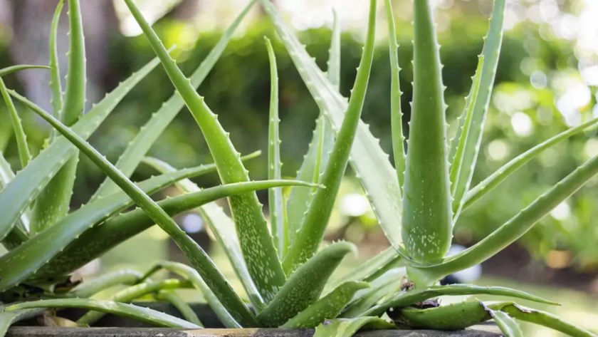 When Succulents Get Wrinkly 2 Aloe