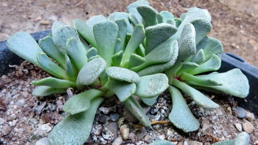 When Succulents Get Wrinkly 5 Aloinopsis