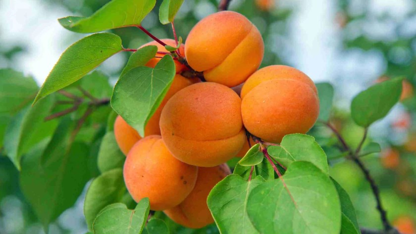 9 Fruit Trees you can Grow Indoors 5 Apricot tree 1