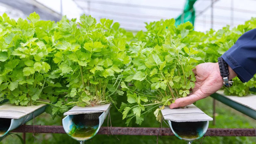 NFT Vs DWC Aquaponics: Which Is Better? 1 Aquaponics