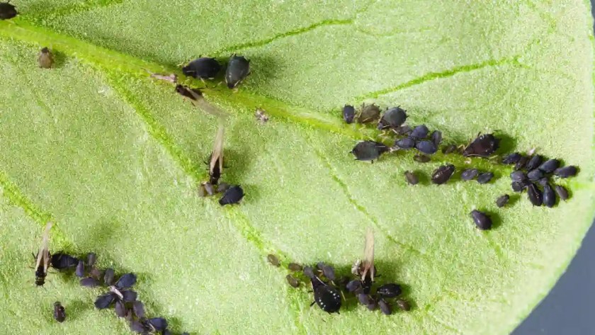 Can You Drown Aphids? (Get Rid of Them from Your Backyard) 3 Avoid drowning aphids