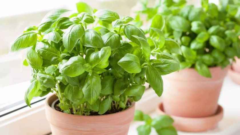 10 Outdoor Plants That Repel Mosquitoes 5 Basil leaves 2