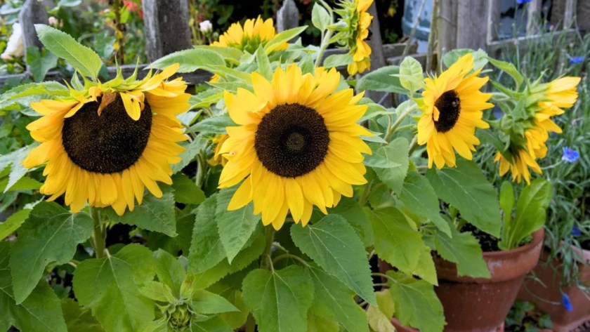 Dwarf Sunflowers (Complete Growers Guide) 4 Beautiful dwarf sunflowers