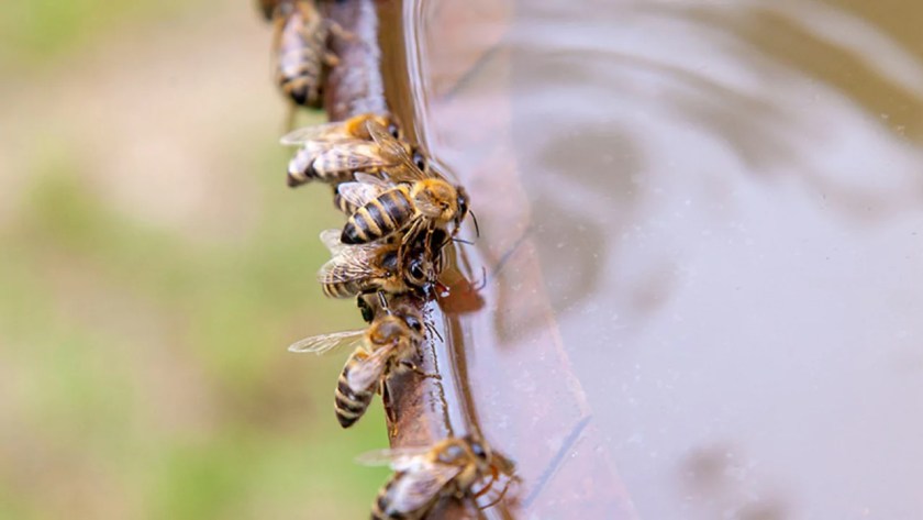 A Step By Step Guide On How To Make A Bee Water Station 5 Bees need water