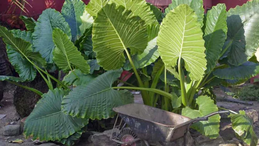 Why Is My Elephant Ear Plant Dripping Water 1 Big Elephant ear plant
