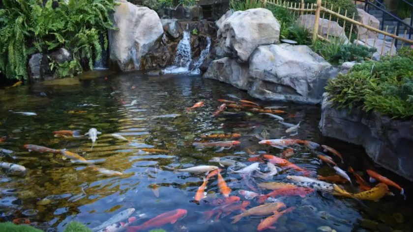Can you swim in a Koi Pond? 1 Big deep koi pond 1