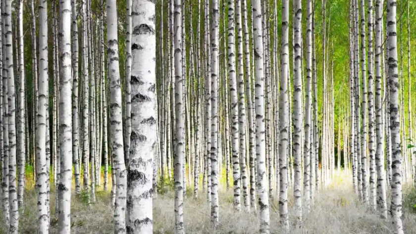 7 Trees With Smooth Barks 7 Birch Trees