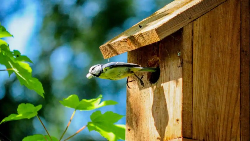 Complete Guide to Garden Bird Nest Box Size and Dimensions 2 Bird nest