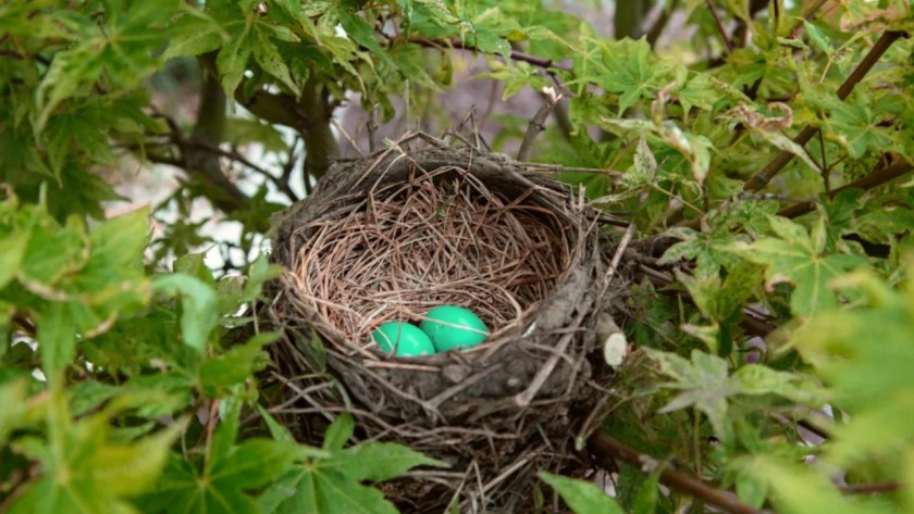 Ways to Protect Fruit Trees from Birds 10 Birds Benefit Trees